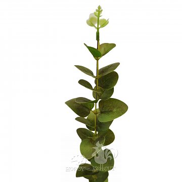 Dekorace - eukalyptus větvička 50 cm