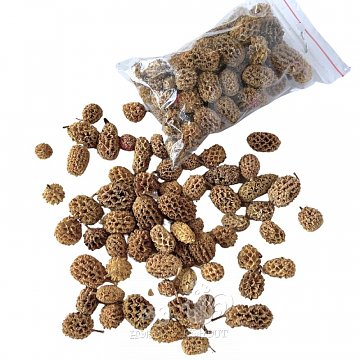 Dekorace - šišky casurina malé sv. hnědé 20g / 30 ks