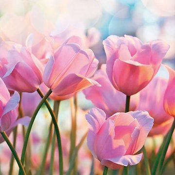 Ubrousek na decoupage - vzor 1218 tulipány
