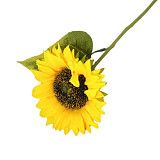 Slunečnice 1 květ dl. 32 cm