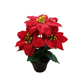 Vánoční růže červená samet - 3 květy v květníku