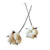 Bavlník květ větvička 28 cm - 1 ks