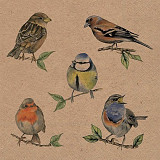 Ubrousek na decoupage - vzor 4403 ptáčci nature eco